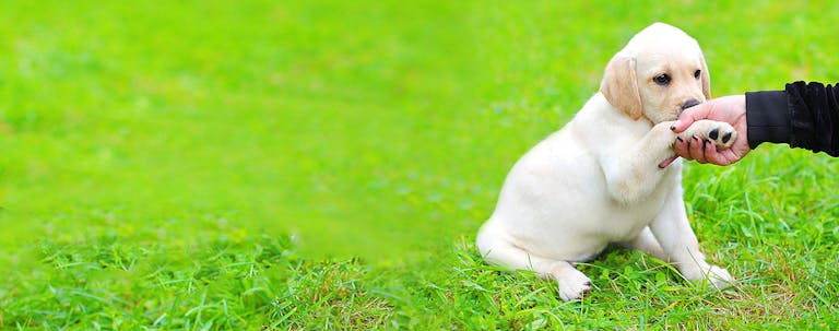 How to Train a Labrador Puppy to Shake Hands How to Train a Labrador Puppy to Shake Hands